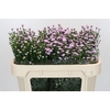 Aster Baby Pink Pearl