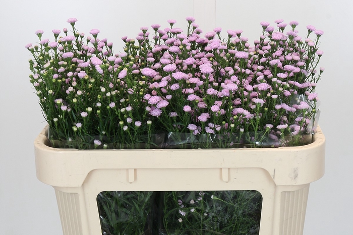 Aster Baby Pink Pearl