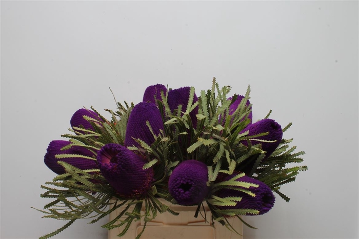 <h4>Banksia Hookeriana Purple</h4>