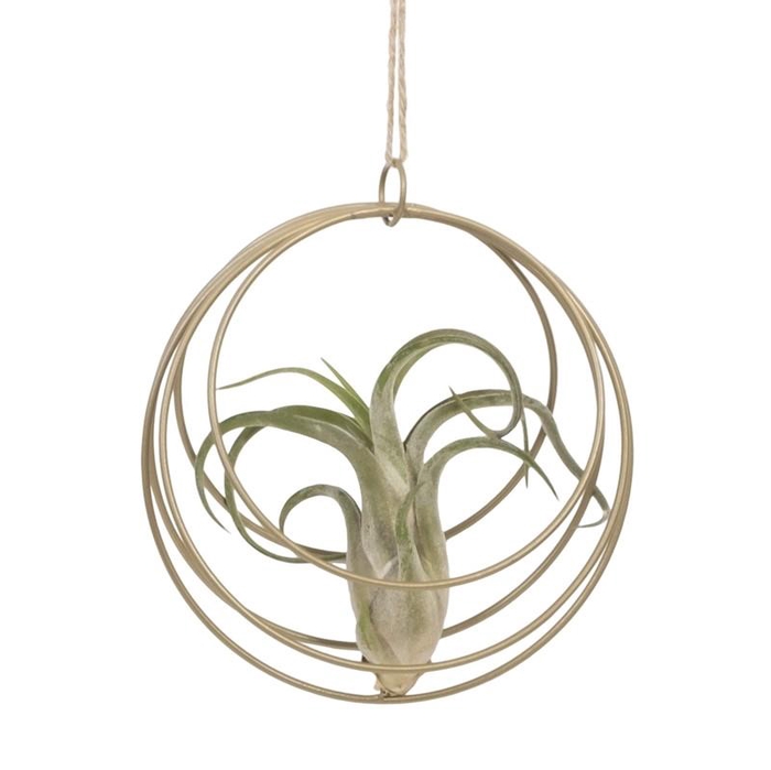 <h4>TILLANDSIA IONANTHA</h4>