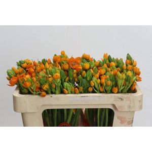 Ornithogalum Dubium Sunshine