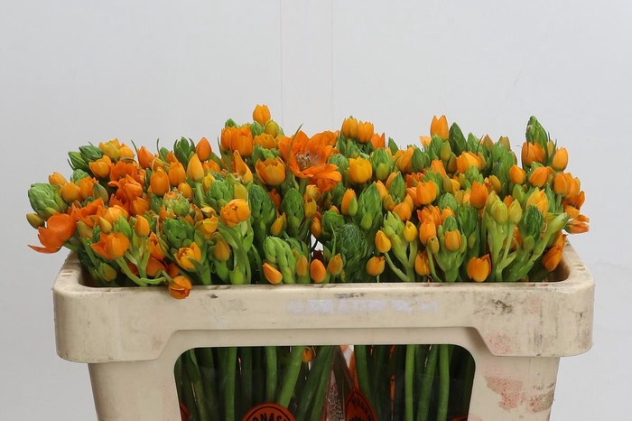 <h4>Ornithogalum Dubium Sunshine</h4>