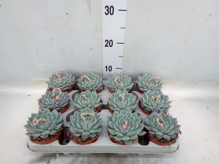 <h4>Echeveria   ...</h4>