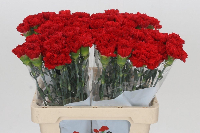 <h4>Dianthus St Gennaro</h4>