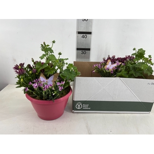 ARR TUINPLANTEN