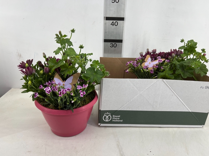 <h4>ARR TUINPLANTEN</h4>