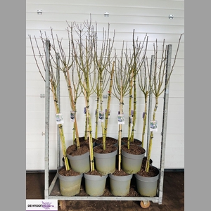 Hibis Syriacus Mixkar