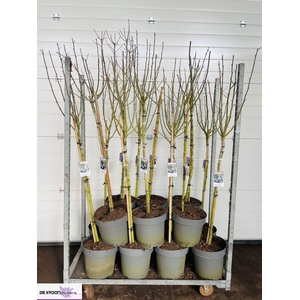 Hibis Syriacus Mixkar