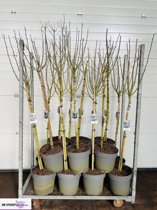 <h4>Hibis Syriacus Mixkar</h4>