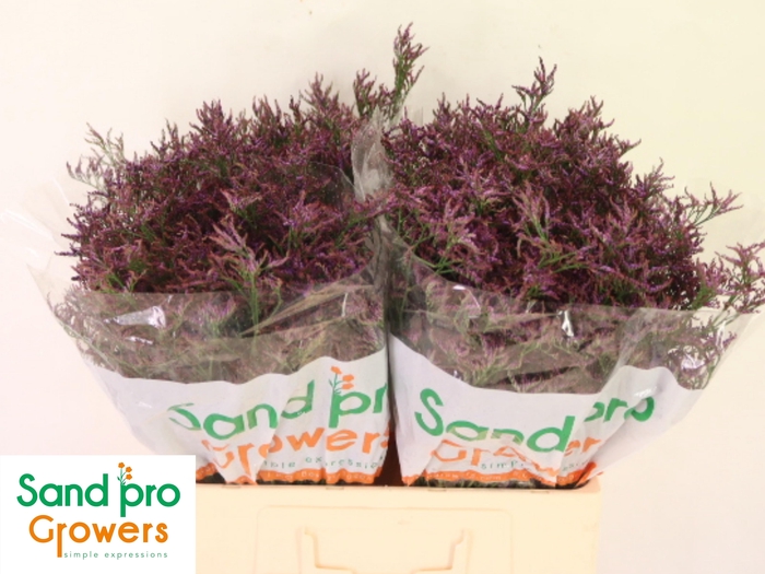 <h4>LIM SAF DARK BLUE</h4>