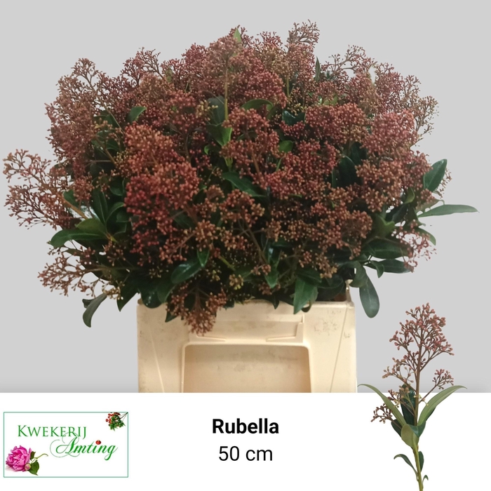 <h4>SKIM J RUBELLA BS</h4>