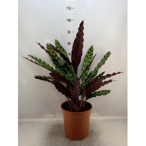 Calathea lancifolia