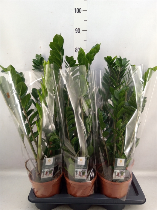 <h4>Zamioculcas zamiifolia</h4>