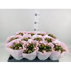 Kalanchoe blos.   ..rosebud