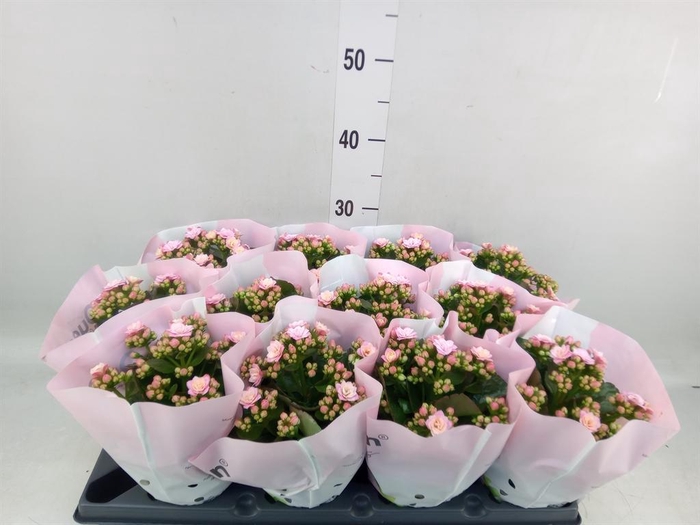 <h4>Kalanchoe blos.   ..rosebud</h4>