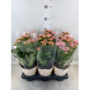 Kalanchoe  'RoseFlow Graceful Pink'