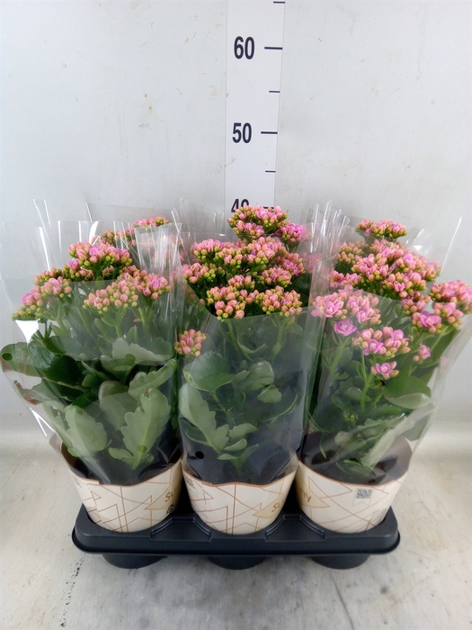 <h4>Kalanchoe  'RoseFlow Graceful Pink'</h4>