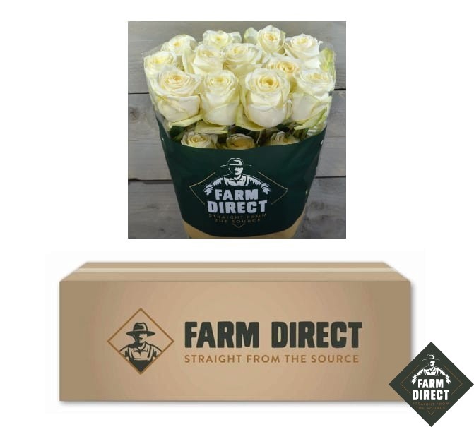 <h4>R GR CANDLELIGHT (BOX)</h4>