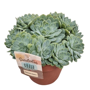 Echeveria Elegans - 1154