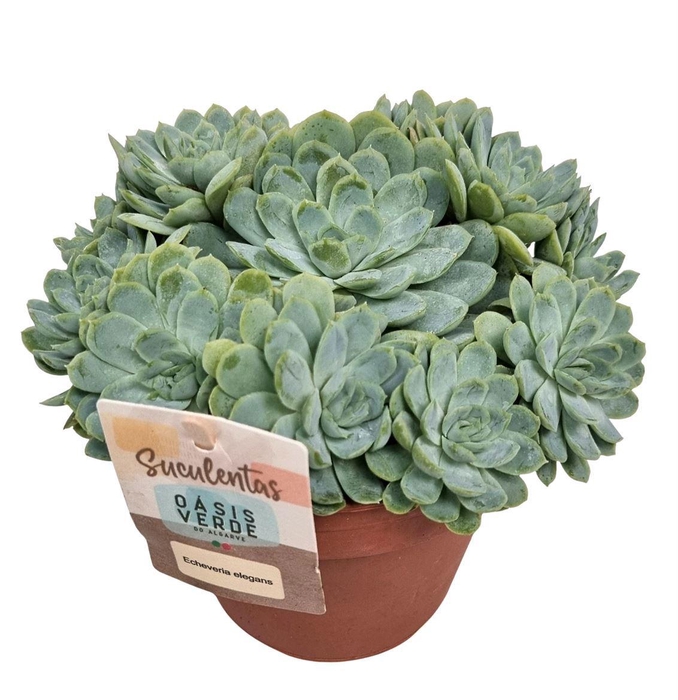 <h4>Echeveria Elegans - 1154</h4>