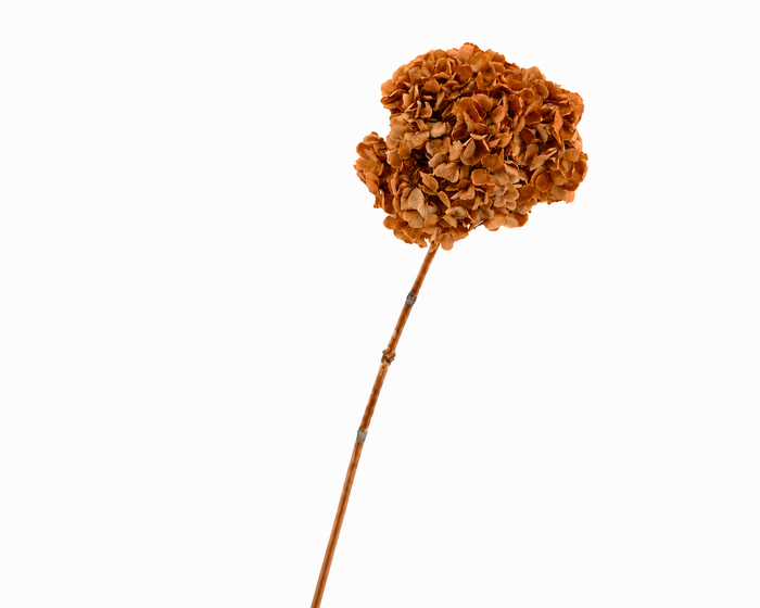 <h4>Dried Bleached Hydrangea Anna Mustard</h4>