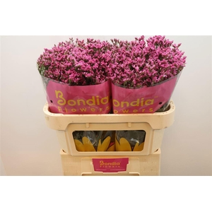 LIM SIN TIFFANY DIAM