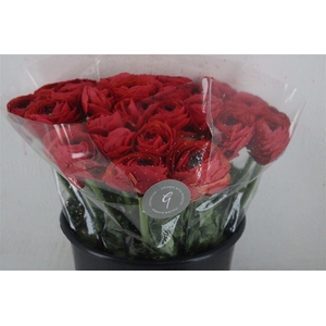 Ran Cloni Sup Terracotta