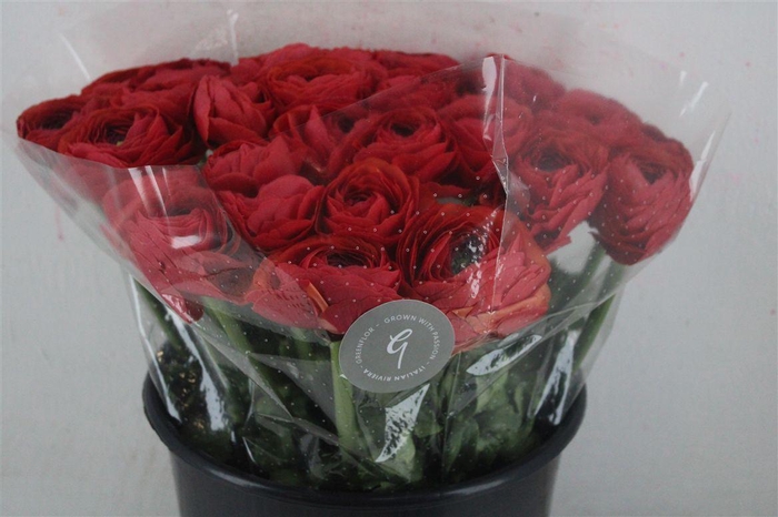 <h4>Ran Cloni Sup Terracotta</h4>