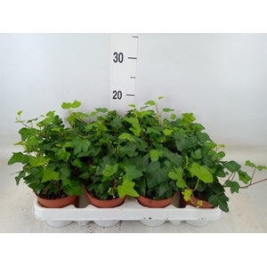 Hedera helix 'Wonder'