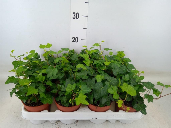 <h4>Hedera helix 'Wonder'</h4>