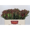 Leucadendron Highlight