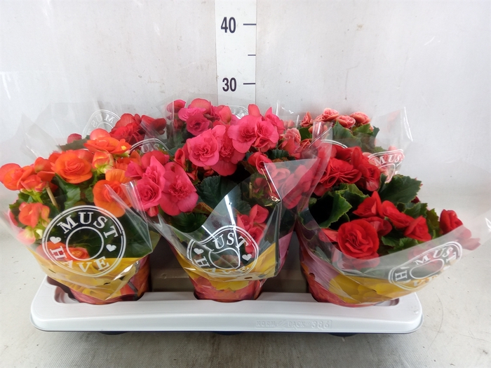 <h4>Begonia elat. DU   ...mix</h4>