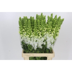 ANTIR POTO EARL WHIT