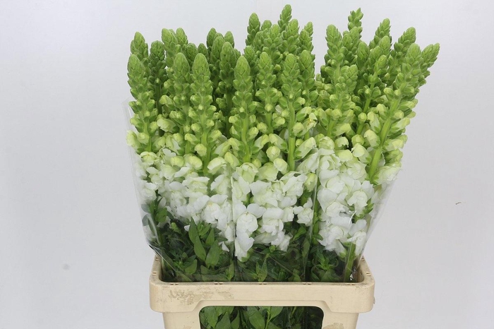 <h4>ANTIR POTO EARL WHIT</h4>