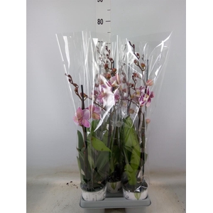 Phalaenopsis  'Ant Barcelona'