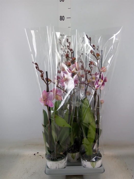 <h4>Phalaenopsis  'Ant Barcelona'</h4>