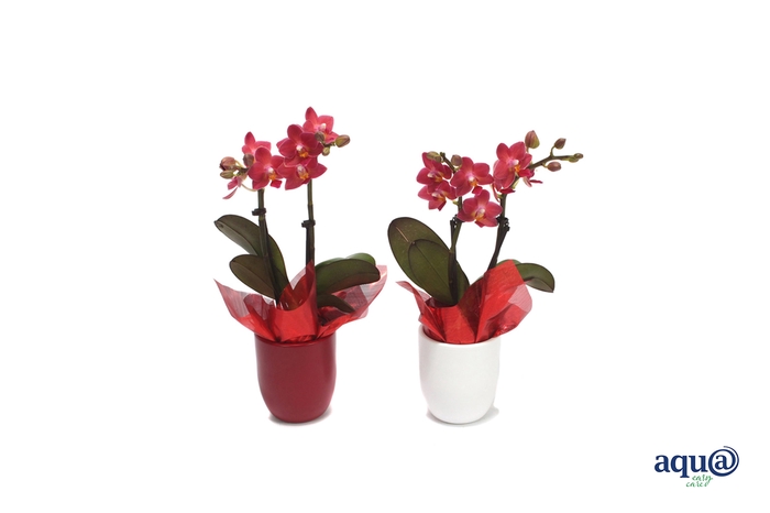 <h4>Hugo Red/White Tiny Dolls Rood 2T10+ Aqu@ met rood doekje</h4>