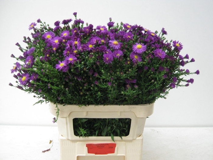 <h4>ASTER CHA CHA AST CHA CHA</h4>