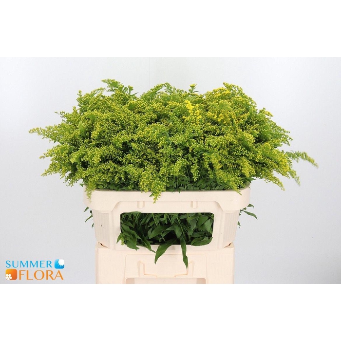 <h4>Soli Golden Glory</h4>