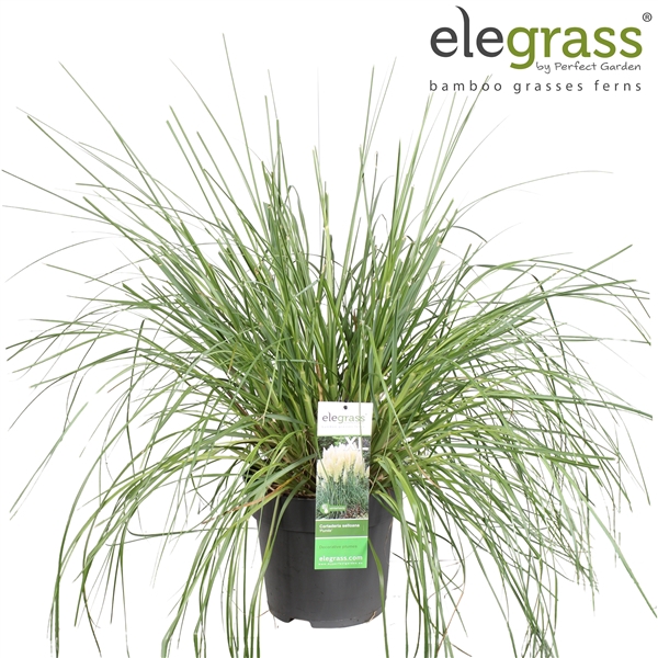 <h4>Cortaderia selloana 'Pumila' P29</h4>