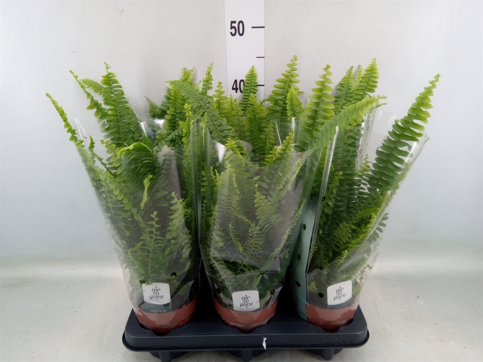 <h4>Nephrolepis exal. 'Green Lady'</h4>