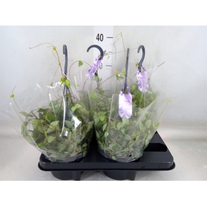 Ceropegia linearis 'Iris'