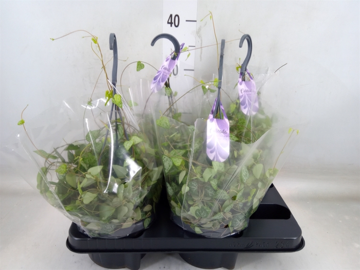 <h4>Ceropegia linearis 'Iris'</h4>
