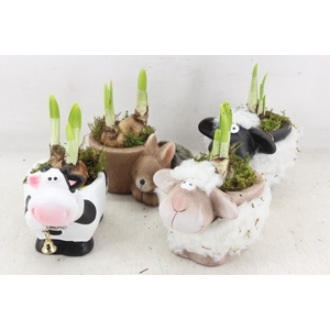 arr4 Narcis RN - Farmyard Friends x8