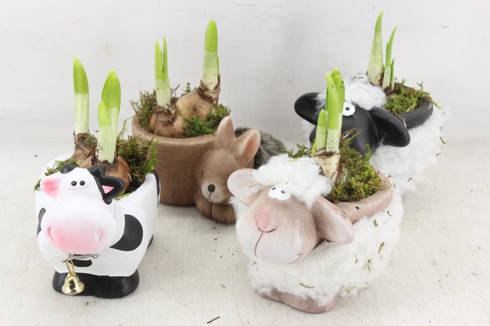 <h4>arr4 Narcis RN - Farmyard Friends x8</h4>