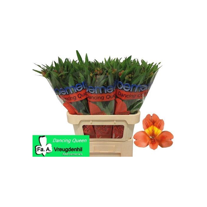 <h4>Alstr Dancing Queen</h4>