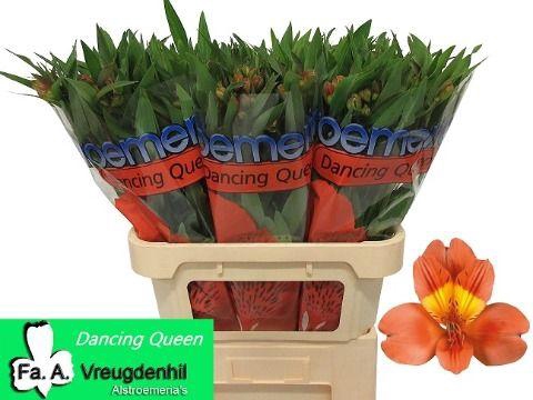 <h4>Alstroemeria Dancing Queen</h4>