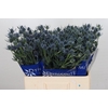 Eryngium Blue Dynamite