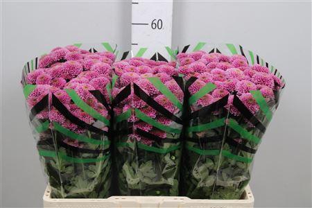 <h4>Chr S Aaa Doria</h4>