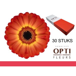 GE MI FLAMAZING-Doosx30